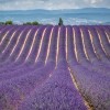 Lavender tour
